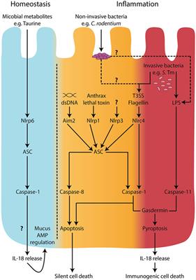 Epithelial Cell Inflammasomes in Intestinal Immunity and Inflammation